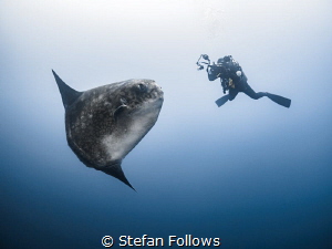 pos·er

Southern Ocean Sunfish - Mola ramsayi

Gilli ... by Stefan Follows 